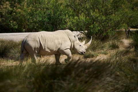 Square-lipped rhinoceros (Ceratotherium simum), standing in the dessert, captive, distribution