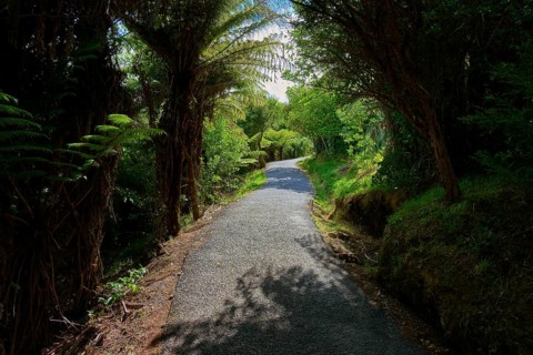 A shady path leads through a dense forest of ferns and trees, Cathedral Cove, Hahei, Coromandel