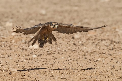 Lanner Falcon (Falco biarmicus) flying, Northern Cape, South Africa