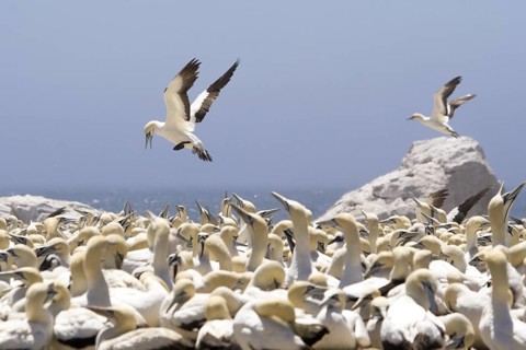 Cape Gannet (Morus capensis), South Africa