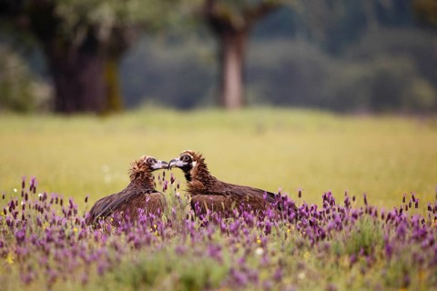 Cinereous Vulture (Aegypius monachus) pair, Castile, Spain