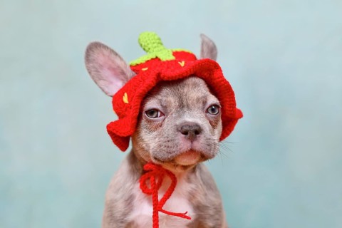 Cute lilac Brindle French Bulldog dog puppy with knitted strawberry hat