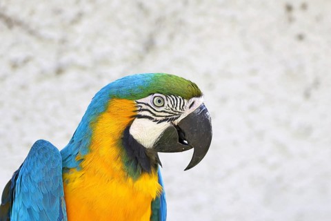 Yellow-breasted Macaw (Ara ararauna), animal portrait, captive, occurrence South America, Hesse,