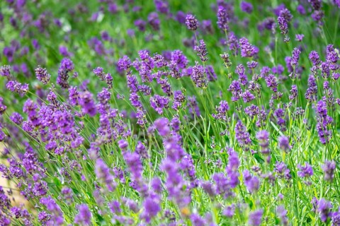 Blooming lavender in the summer garden, Netherlands