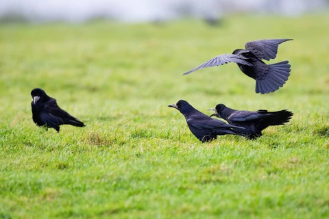 Rook (Corvus frugilegus), four birds on a meadow, calling to each other, Northumberland, England,