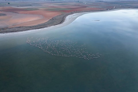 A captivating aerial photograph of a flock of Greater Flamingos gracefully floating in the tranquil