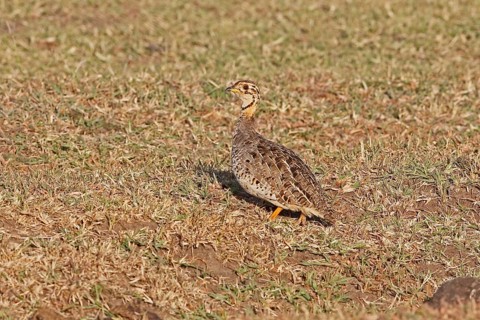 Coqui Francolin (Peliperdix coqui) male, Masai Mara, Kenya