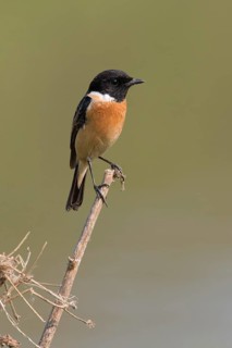 Siberian Stonechat (Saxicola maurus) male, Phetchaburi, Thailand