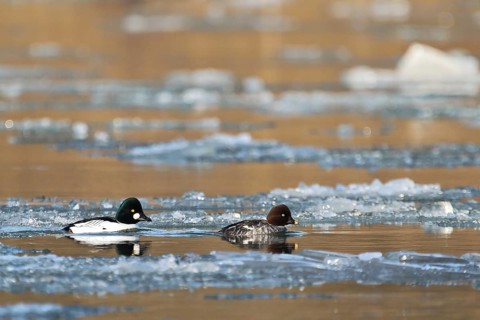 Common Goldeneye (Bucephala clangula) pair, Baden-Wuerttemberg, Germany
