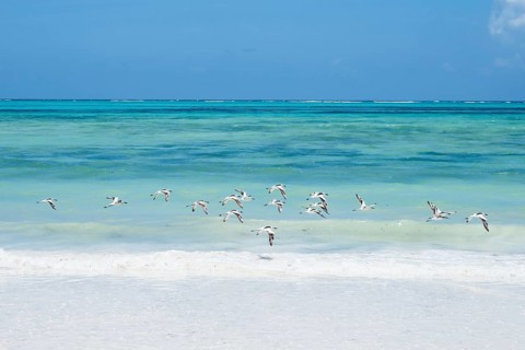 A flock of white and black sea birds flies low over breaking waves of the turquoise Indian Ocean