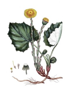 Tussilago farfara, coltsfoot, digital reproduction of a historical model, between 1790 and 1810