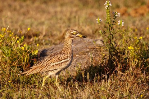 Eurasian Stone-curlew (Burhinus oedicnemus), Mallorca, Spain