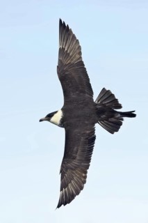 Pomarine Skua (Stercorarius pomarinus) flying, Alaska, USA
