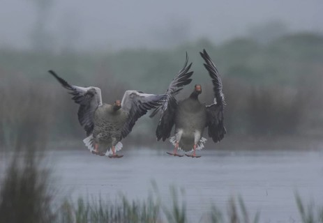 Greylag Goose (Anser anser) flying, Schleswig-Holstein, Germany