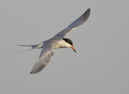 Forster's Tern (Sterna forsteri) flying, North Dakota, USA