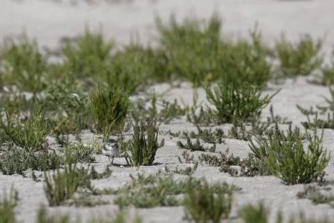 Common Ringed Plover (Charadrius hiaticula) chick, Lower Saxony, Germany