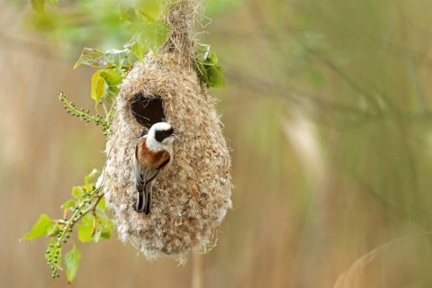 Eurasian Penduline Tit (Remiz pendulinus) female at nest, Saxony-Anhalt, Germany