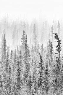Boreal coniferous forest in fog, Norrbotten, Lapland, Sweden, October 2010