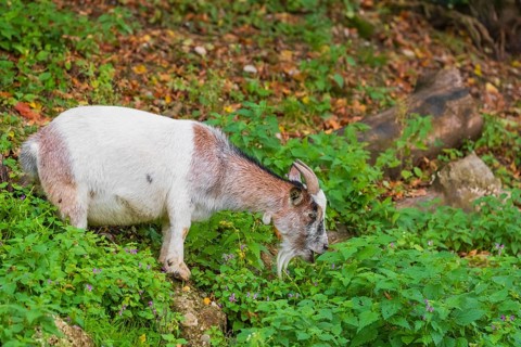A Pygmy goat, Capra hircus, stands in a forest and grazes