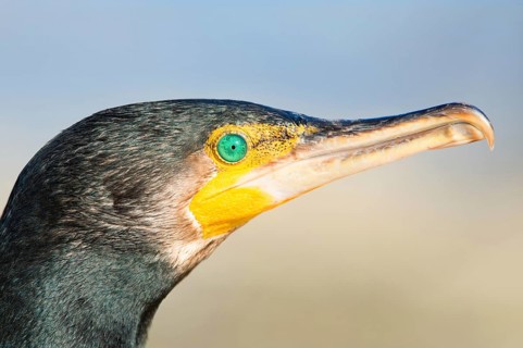Little Black Cormorant (Phalacrocorax sulcirostris), New South Wales, Australia