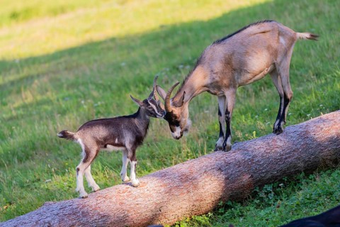 One Tauernschecke goatling, Capra aegagrus hircus, playing with older sibling on a tree trunk lying