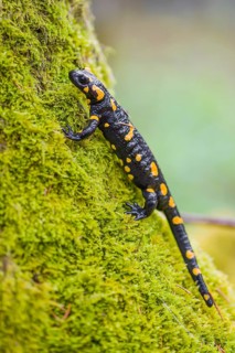 A fire salamander (Salamandra salamandra) walks across a mossy forest floor on a rainy day. The