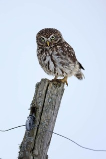 Pygmy Owl (Glaucidium passerinum), adult, in the snow, in winter, perch, alert, Bohemian Forest,