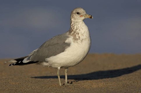 California Gull (Larus californicus), California, USA