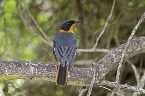 Chorister Robin-Chat (Cossypha dichroa), Western Cape, South Africa