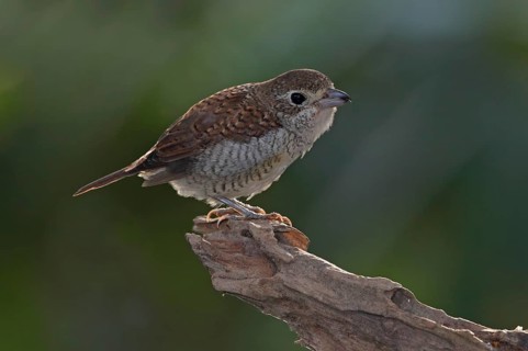 Tiger Shrike (Lanius tigrinus) juvenile, Selangor, Malaysia