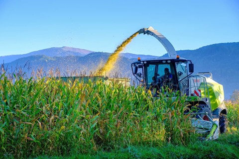 Maize, maize harvest near Feistritz an der Drau, Drautal, Carinthia, Austria