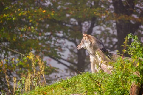 A Eurasian gray wolf (Canis lupus lupus) stands on a hill between rocks and rotting tree trunks.