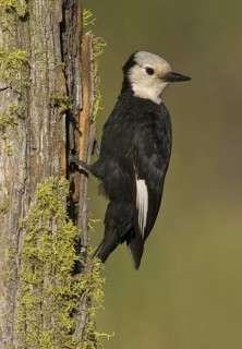 White-headed Woodpecker (Leuconotopicus albolarvatus), Oregon, USA