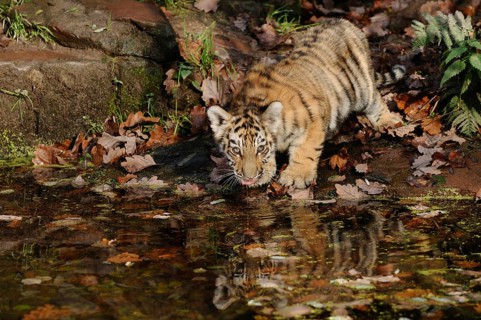A tiger cub curiously drinking water in autumnal terrain, Siberian tiger (Panthera tigris altaica),