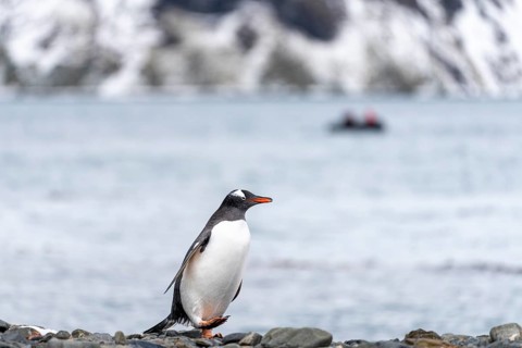 Gentoo penguin (Pygoscelis papua) standing on pebble beach, Zodiac dinghy and snow-capped mountains