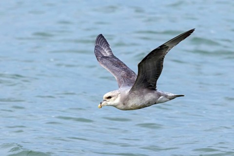 Northern fulmar (Fulmarus glacialis), Spitsbergen, Longyearbyen, Svalbard / Spitsbergen, Norway