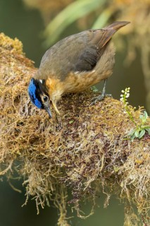 Blue-capped Ifrit (Ifrita kowaldi) perched on a branch in Papua New Guinea