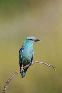 Roller, Almond Crow, (Coracias garrulus), animals, birds, raptors, raptor family, perch, biotope,