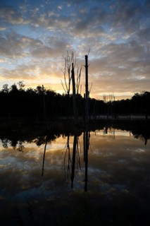 Mountain depression at sunrise, cloudy sky reflected in the water, with dead trees, Bottrop, Ruhr