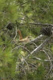 Rufous-tailed Scrub Robin (Cercotrichas galactotes) with food in beak, Andalusia, Spain