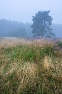 Flowering heather (Calluna vulgaris) with pine trees on a foggy morning in the Ahlhorner Heide,