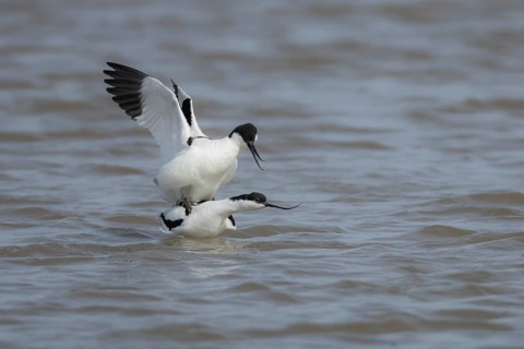 Pied avocet (Recurvirostra avosetta) two adult wading birds mating in a shallow lagoon in the