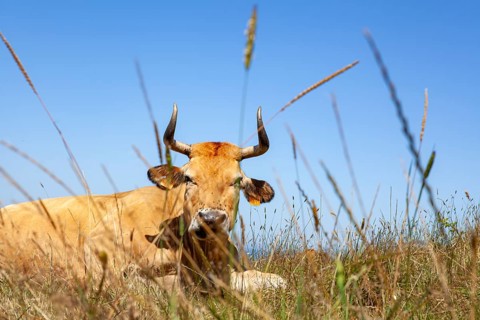 A cow native of Pas lies on the slopes of the Sain Vicente trail near Linera point in San vicente