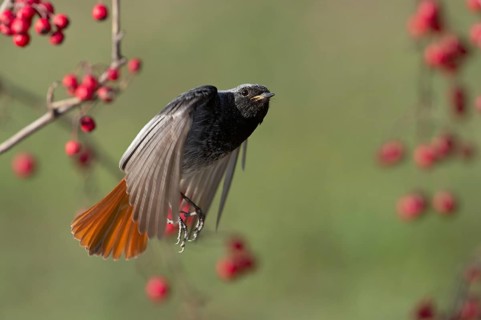 Black Redstart (Phoenicurus ochruros) male flying, Rimini, Italy