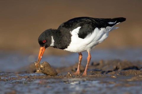 Eurasian oystercatcher (Haematopus ostralegus) adult wading bird feeding on a mussel shell on a