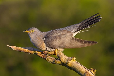 Common cuckoo (Cuculus canorus), Coucou gris, Cuco Europeo, Cuco Común, Ast, branch, Ormoz area,