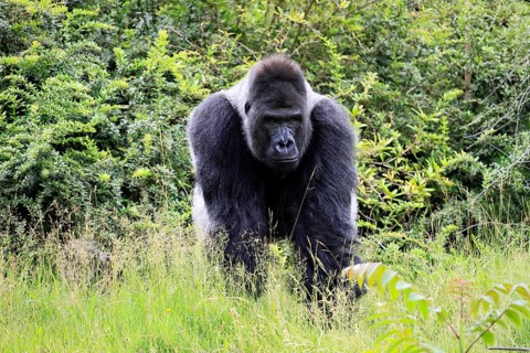Western gorilla (Gorilla gorilla), adult male, silverback, on the ground