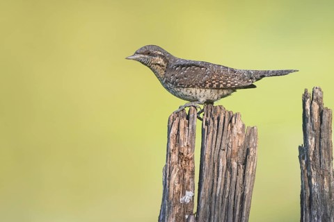 Eurasian Wryneck (Jynx torquilla) perched on old tree stump, Aosta Valley, Italy