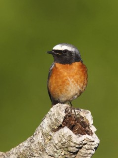 Common Redstart (Phoenicurus phoenicurus) male, Portalegre, Portugal