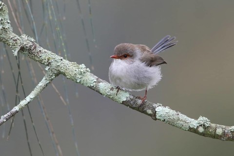Superb Fairywren (Malurus cyaneus cyanochlamys) female perched on a branch, Victoria, Australia